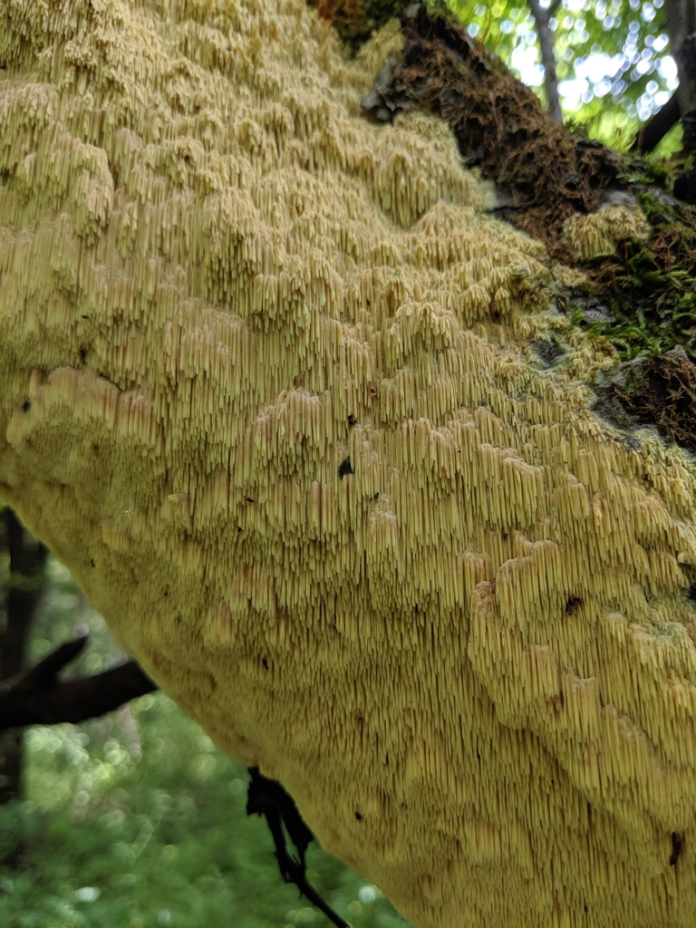 Sarcodontia