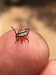Dermacentor variabilis