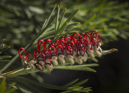 山龍眼科 銀樺屬 四樺 tetragonoloba