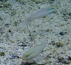 Valenciennea strigata