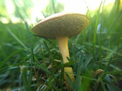 Hortiboletus campestris