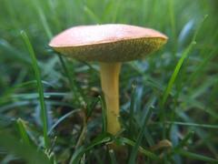Hortiboletus campestris