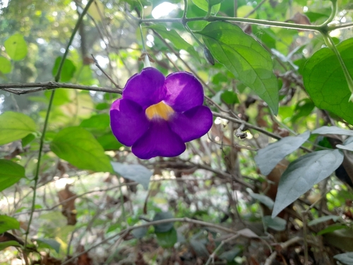 Bush Thunbergia