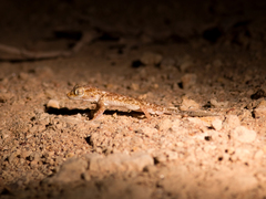 Stenodactylus doriae