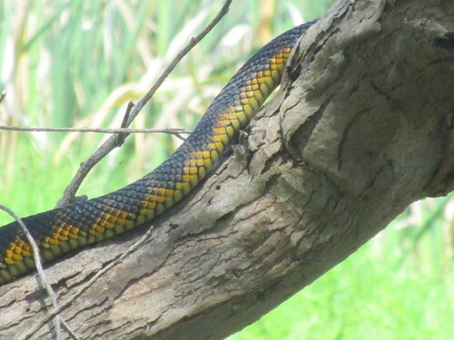 Western Tiger Snake sighting