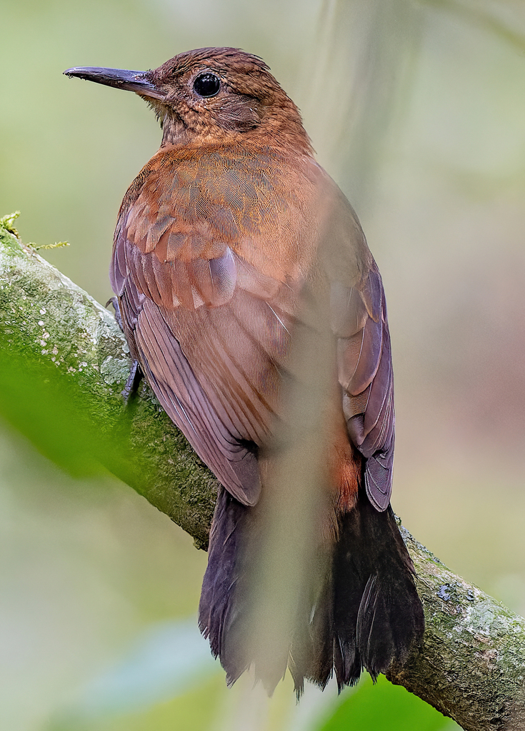Rufous-Breasted Leaftosser