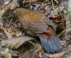 Rufous-Breasted Leaftosser photo 3