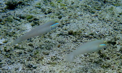 Valenciennea strigata