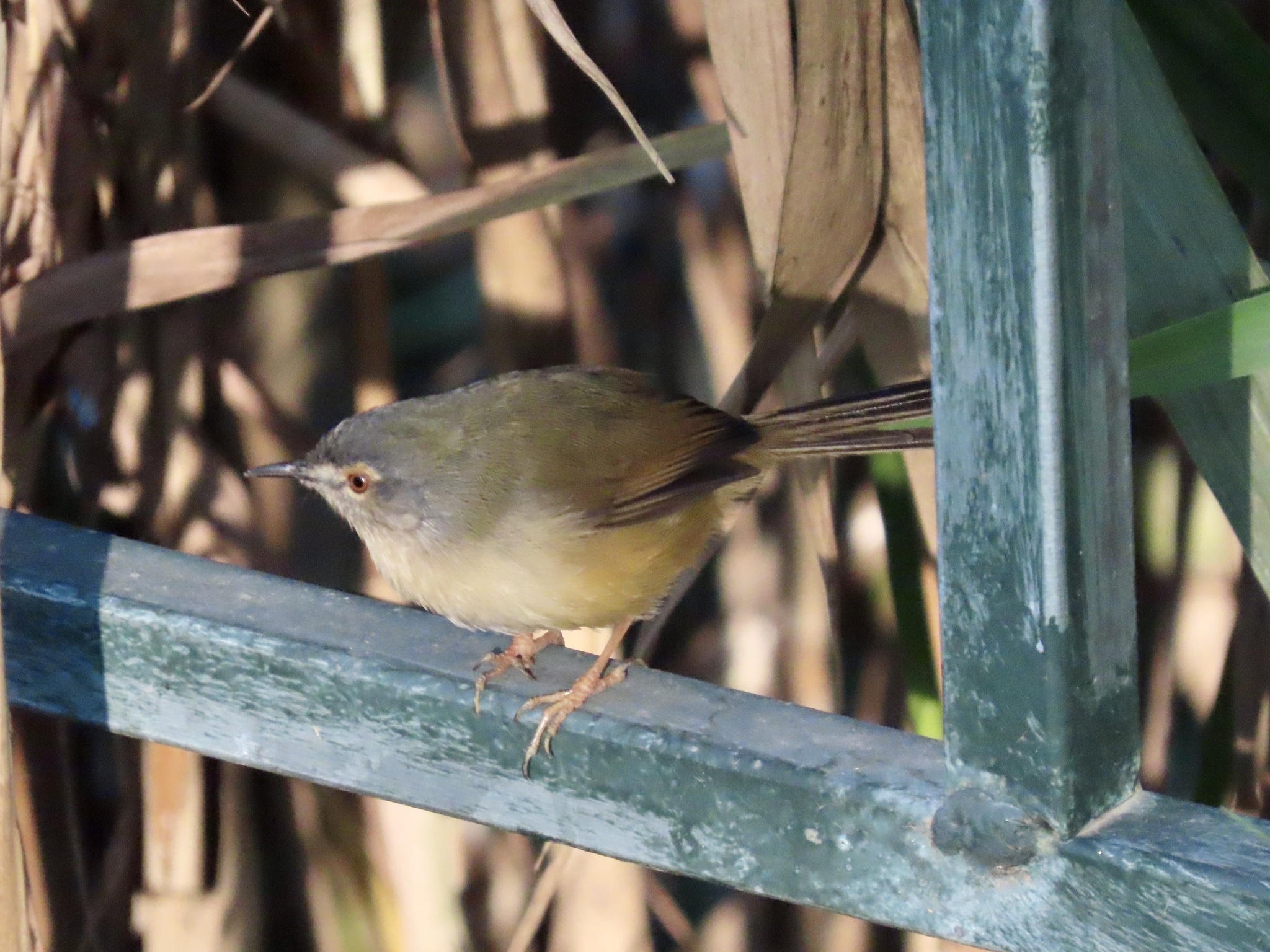 Yellow-bellied Prinia