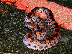 Taiwan Mountain Pitviper photo 5