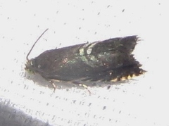 Grapholita interstinctana