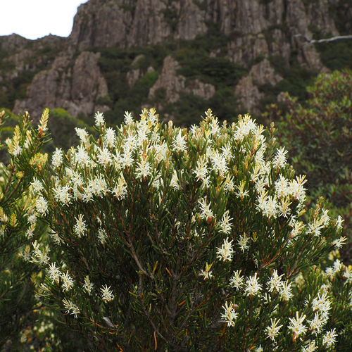 Orites revolutus, photograph 5