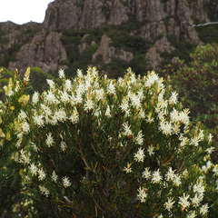 Orites revolutus, photograph Cowirrie, CC0, iNaturalist via GBIF