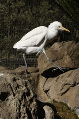 Bubulcus ibis coromandus