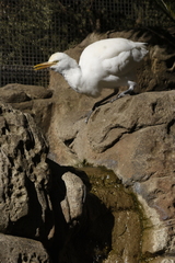 Bubulcus ibis coromandus