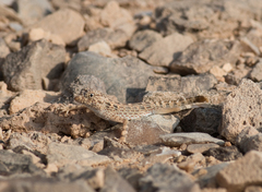 Pristurus carteri