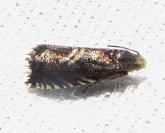 Grapholita interstinctana