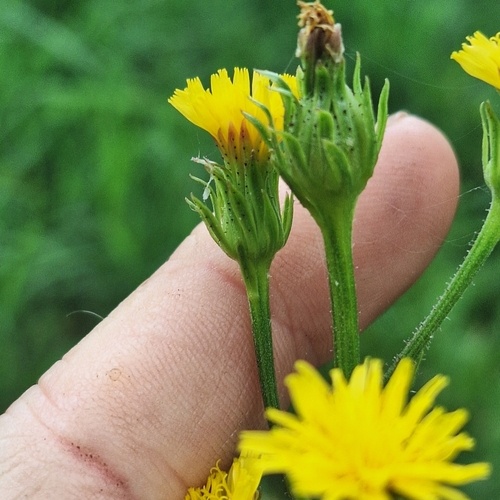 Image of Picris burbidgeae by (c) Greg Tasney, some rights reserved (CC BY-SA)