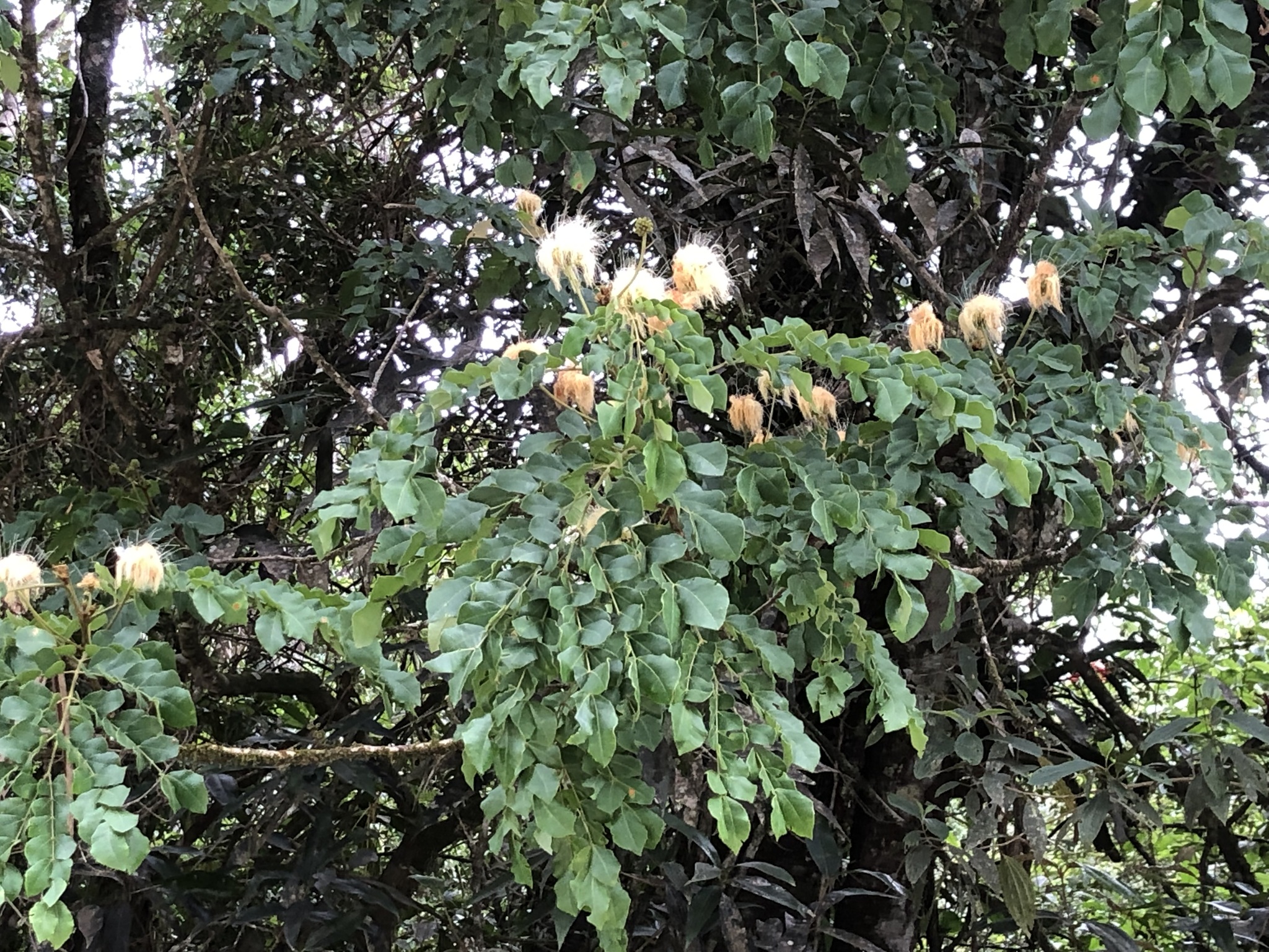 Imagem de Ingá-ferradura
