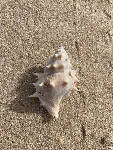 Bufonaria echinata observed 2024-12-18