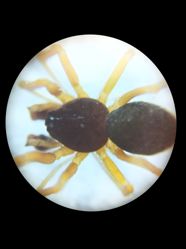 Gonatium paradoxum