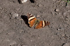 Hypanartia