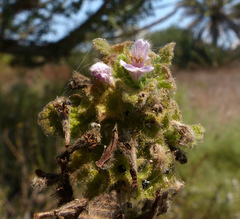 Ballota philistaea