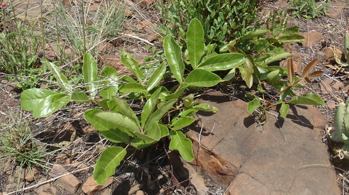 Image of Lannea edulis by (c) Nicola van Berkel, some rights reserved (CC BY-SA)