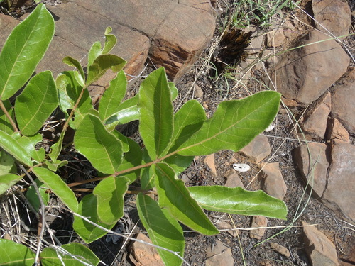 Image of Lannea edulis by (c) Nicola van Berkel, some rights reserved (CC BY-SA)