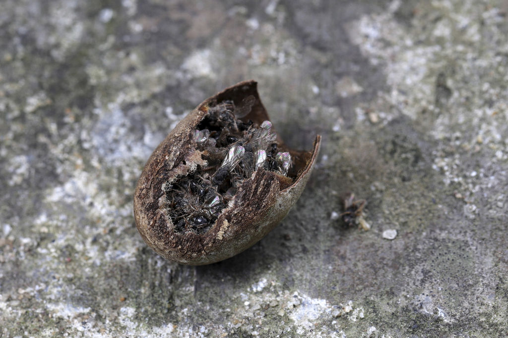 Eurytoma monemae