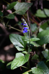 Salvia sagittata