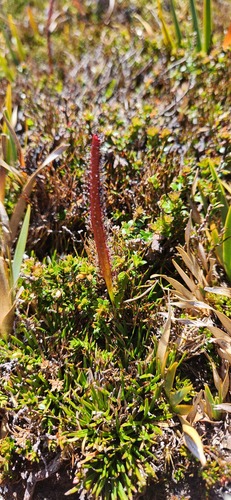 Drosera murfetii
