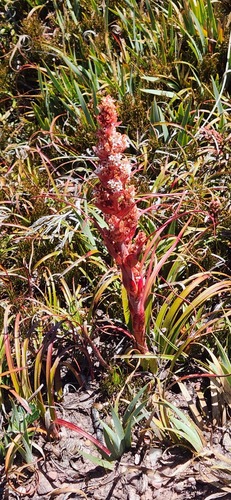 Dracophyllum milliganii, photograph 4