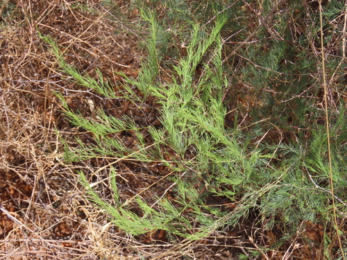Image of Asparagus nelsii by no rights reserved