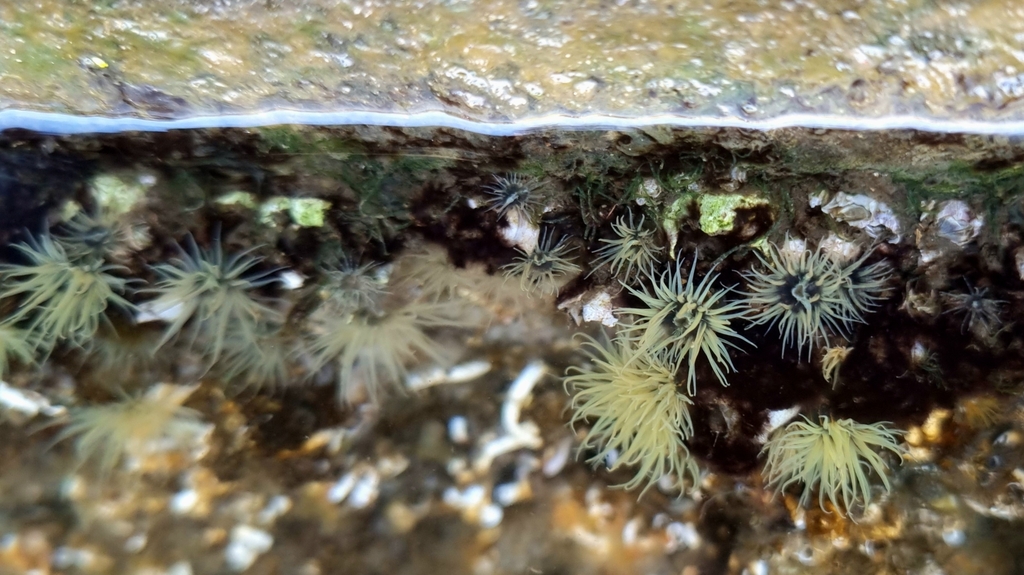 Striped Green Sea Anemone