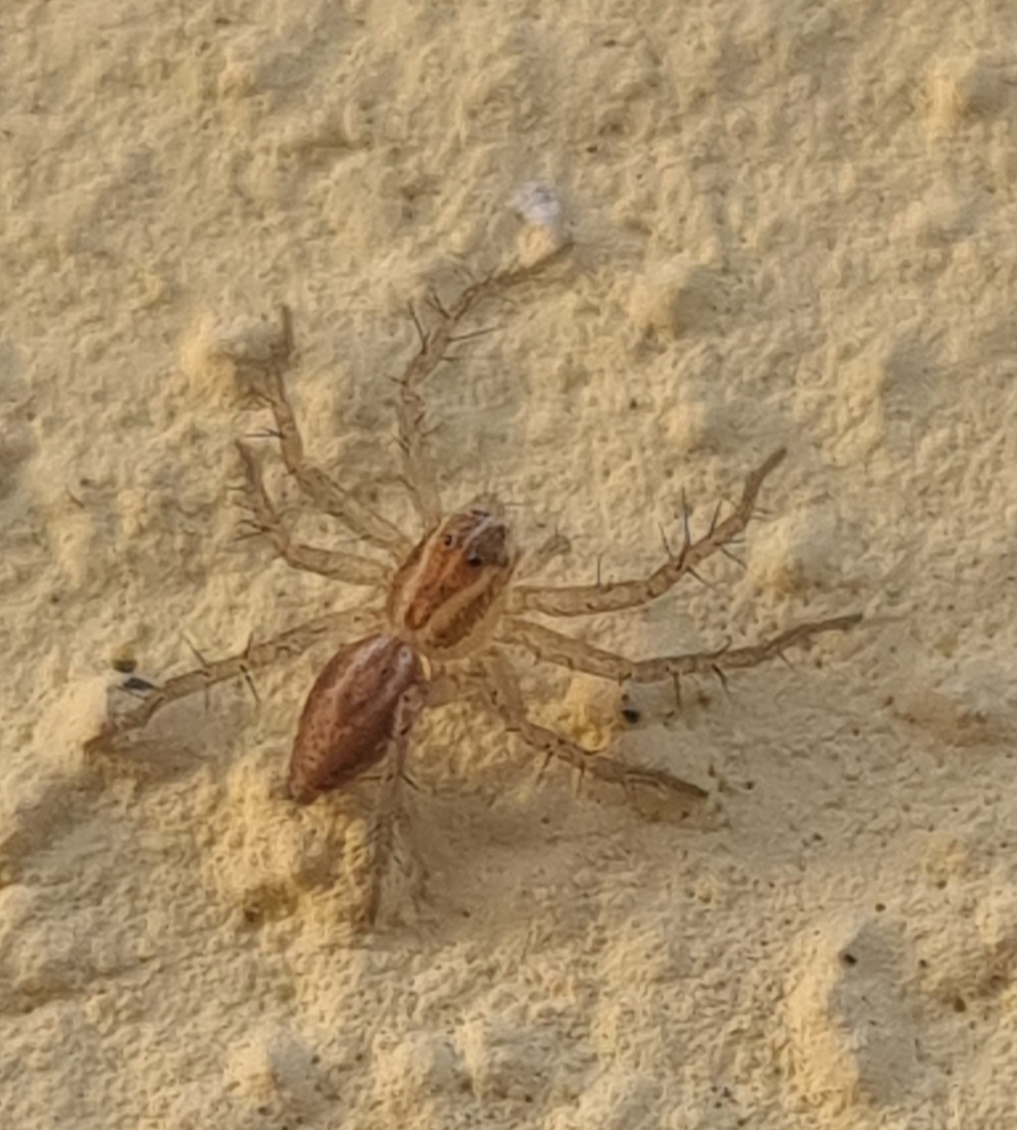 Oxyopes lineatus