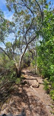 Eucalyptus nitida, photograph (c) Yoav Daniel Bar-Ness, some rights reserved (CC BY)