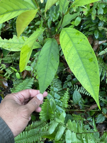 Vatica pauciflora, 2024-12-12