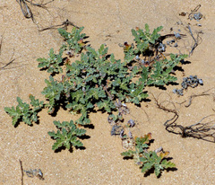 Neurada procumbens