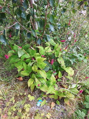 Bistorta amplexicaulis