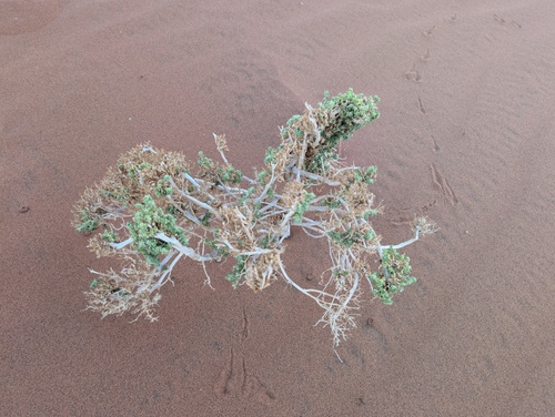 Trianthema hereroense (Trianthema hereroense)