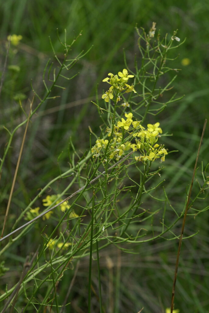 Erucastrum palustre