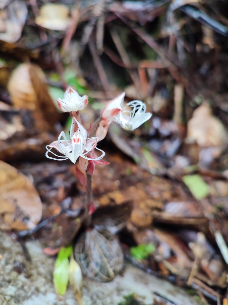 Anoectochilus geniculatus
