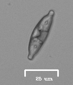 Naviculales
