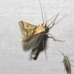 Pseudoschinia elautalis