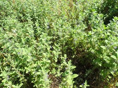 Trichostema oblongum