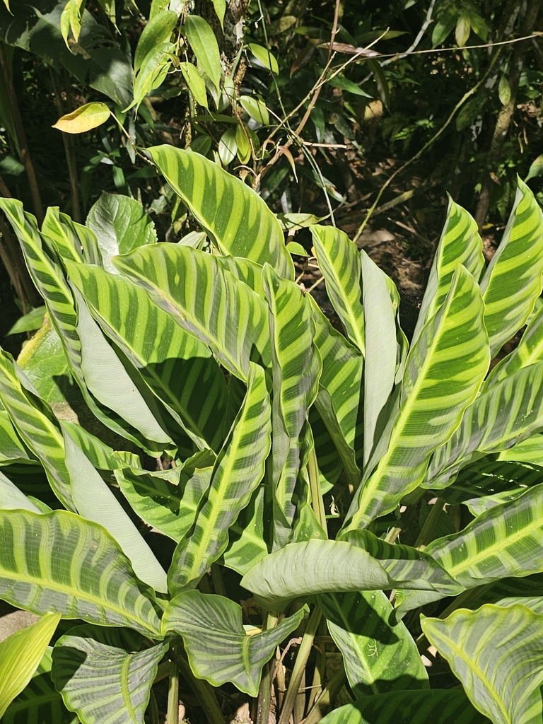 Zebra-plant