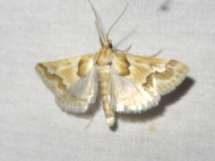 Pseudoschinia elautalis