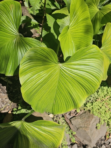 Philodendron grandipes, photograph 3