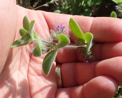 Trichostema oblongum